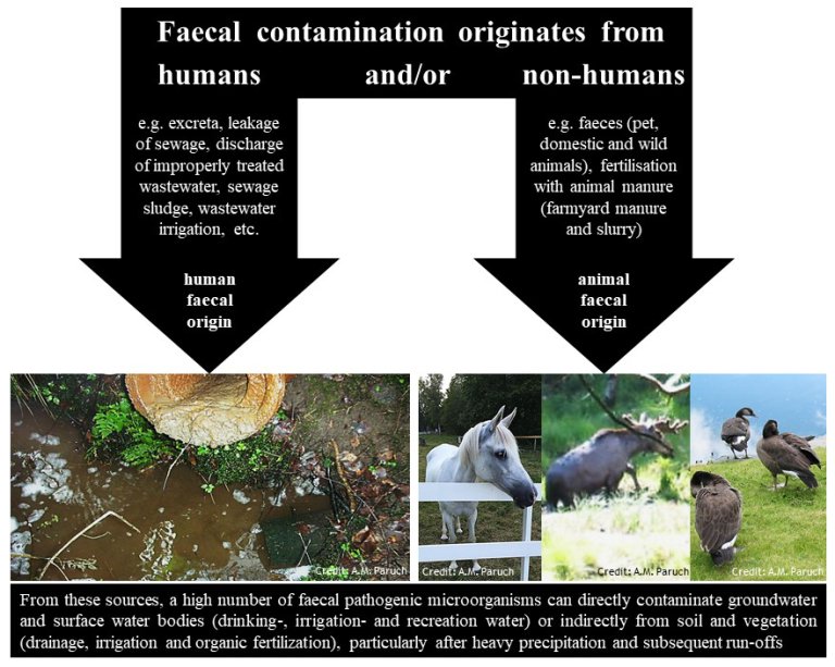 Determining the Source of Fecal Contamination in Water Nibio